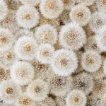 Hilde Trip, The Golden Wish