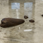 Rajni Perera, Swampgirly Study, 2025