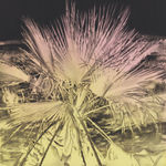 Andy Mister, Virginia Beach (before Sandy), 2020