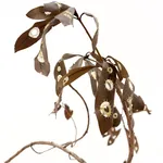 Poppy Gannon, Flutterbies, 2026