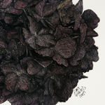 Liam Gerrard, Golden Terrace, Frankton, 2025