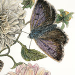 Liam Gerrard, Golden Terrace, Frankton, 2025