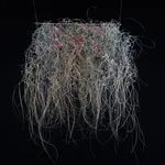 Yvonne Pacanovsky Bobrowicz, Galaxy Series Clear, 2012