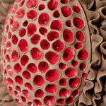 Angela Valamanesh, The Anatomy of Plants and Animals no. 2, 2013