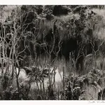 Donald Ross, [Reservoir]