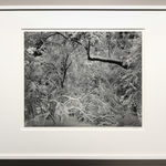 Robert K. Byers, Glass Building for Tropical Flowers, Golden Gate Park, San Francisco, 1974