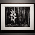 Robert K. Byers, Glass Building for Tropical Flowers, Golden Gate Park, San Francisco, 1974