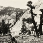 Ansel Adams, Sierra Junipers, Upper Merced Basin, Yosemite Valley, c. 1923