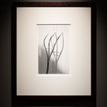 Robert K. Byers, Glass Building for Tropical Flowers, Golden Gate Park, San Francisco, 1974