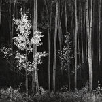 Robert K. Byers, Glass Building for Tropical Flowers, Golden Gate Park, San Francisco, 1974