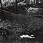 Robert K. Byers, Glass Building for Tropical Flowers, Golden Gate Park, San Francisco, 1974