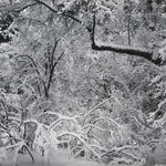 Robert K. Byers, Glass Building for Tropical Flowers, Golden Gate Park, San Francisco, 1974