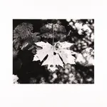 Donald Ross, [Reservoir]