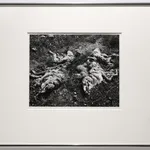 Robert K. Byers, Glass Building for Tropical Flowers, Golden Gate Park, San Francisco, 1974