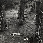 Robert K. Byers, Glass Building for Tropical Flowers, Golden Gate Park, San Francisco, 1974