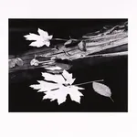 Thomas Harding, Sunset, Louisiana Gulf Coast, c. 1983