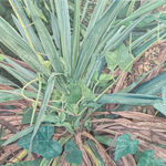 Michael Cline, Ennead, 2023