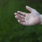 Emily Peacock, Feeding Frenzy, 2025