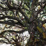 Vik Muniz, Tulsa, Legal Tender, 2024