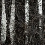 Annette Mills, Enclosed 2, 2026