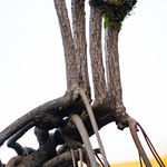 Full Grown, Rover, 2024