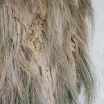 Lucy Williams, Pumpkin, 2026