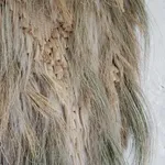 Lucy Williams, Pumpkin, 2026