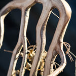 Full Grown, Rover, 2024