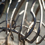 Full Grown, Rover, 2024