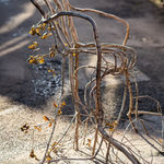 Full Grown, Rover, 2024