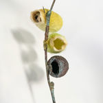 Giorgio Andreotta Calò, Icarus (ramo), 2024