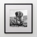 Ans Westra, Coronation Celebrations, Tūrangawaewae Marae, Ngāruawāhia, 1961