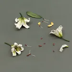 Cindy Huang, First breath 百合花, #5, 2023