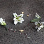 Cindy Huang, First breath 百合花, #5, 2023