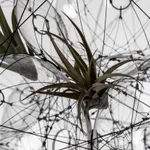 tomas saraceno hanging sculpture with plants