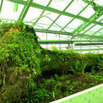 image of dion vivarium