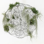 image of saraceno biosphere
