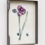 Image of Curtis (No. 571).