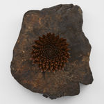 Image of Hrafntinnublómstur (Obsidian bloom) 2