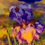 Image of Madamm Steichen Version V.