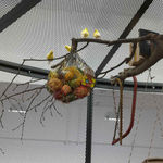 Mark Dion, Survival of the Cutest, (Who gets on the Ark?) from 'Wheelbarrows of Progress' with William Shefferine, 1990