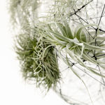 Tomás Saraceno, Installation at the Gardens of Sudeley Castle, Winchcombe, UK, 2006