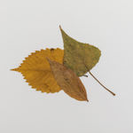 Image of Image of Silent Autumn 24042021... (Triptych)