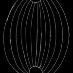 Mari Andrews, Feeler, 2018