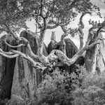 James Lewin, Through The Ages. Amboseli, Kenya