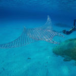 Vincent Mock, Radiolaria