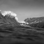 Alexander Sutton, The Tadorne