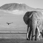 James Lewin, Through The Ages. Amboseli, Kenya