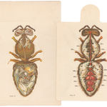 The Graphic Magazine, St. Vincent - La Sofiere Volcano (Washington Rock), 1880