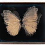 Lara Porzak, The Butterfly Effect, 2015